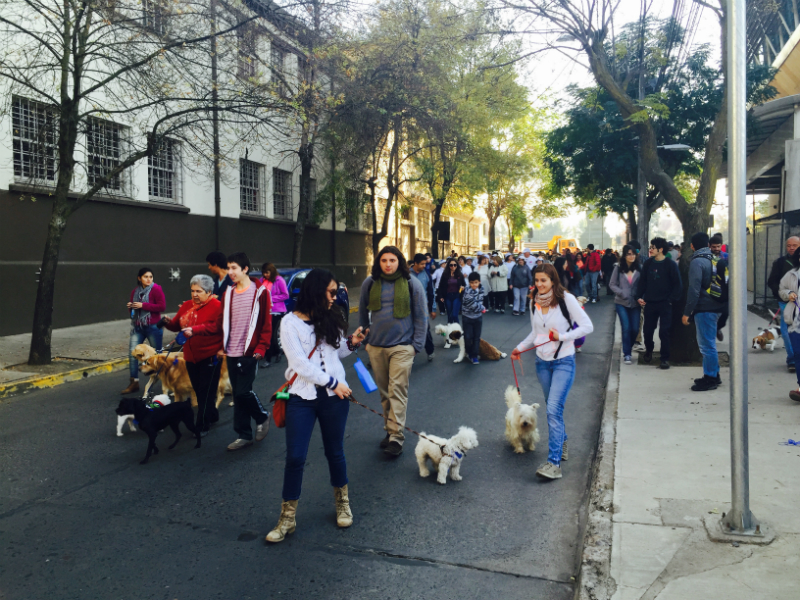 Cerca de 300 personas marcharon por Talca junto a sus mascotas