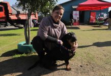 Operativos veterinarios municipales permiten más de 200 procedimientos de esterilización e implante de chip en Talca