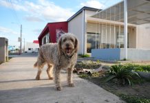 Centro Veterinario Municipal celebra su primer año con más de 50.000 atenciones