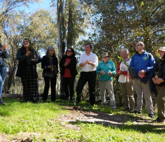 Talca reforesta su Bosque Municipal a través de 7 mil 500 árboles nativos