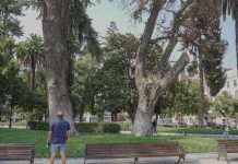 Talca despide peumo histórico con más de 150 años de antigüedad