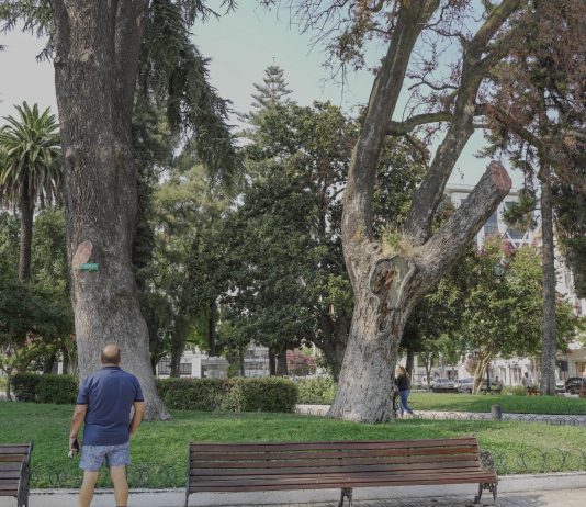 Talca despide peumo histórico con más de 150 años de antigüedad