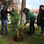 Plaza de Armas de Talca vuelve a tener peumos: ahora serán dos nuevos árboles para las futuras generaciones