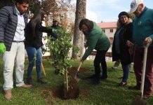 Plaza de Armas de Talca vuelve a tener peumos: ahora serán dos nuevos árboles para las futuras generaciones