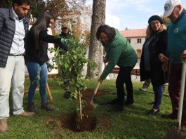 Plaza de Armas de Talca vuelve a tener peumos: ahora serán dos nuevos árboles para las futuras generaciones