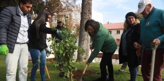 Plaza de Armas de Talca vuelve a tener peumos: ahora serán dos nuevos árboles para las futuras generaciones