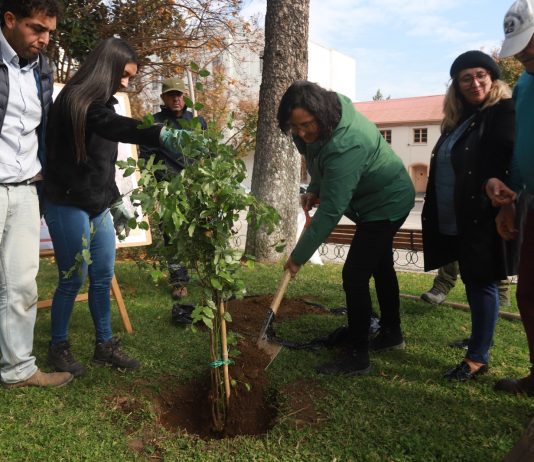 Plaza de Armas de Talca vuelve a tener peumos: ahora serán dos nuevos árboles para las futuras generaciones